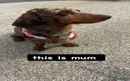 Miniature Dachshund dogs for sale: MINITURE DACHSHUNDS  - Image 16