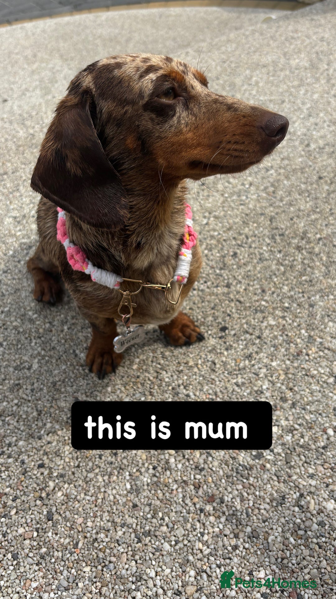 Miniature Dachshund dogs for sale: MINITURE DACHSHUNDS  - Image 16