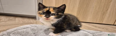 Mixed Breed Kitten 5