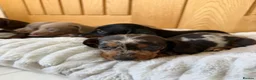 Miniature Dachshund dogs for sale: Miniature dachshund puppies  - Advert 10