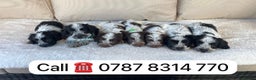 Cockapoo dogs for sale: cockapoos puppies F1 3 boys 2 girls  - Advert 5