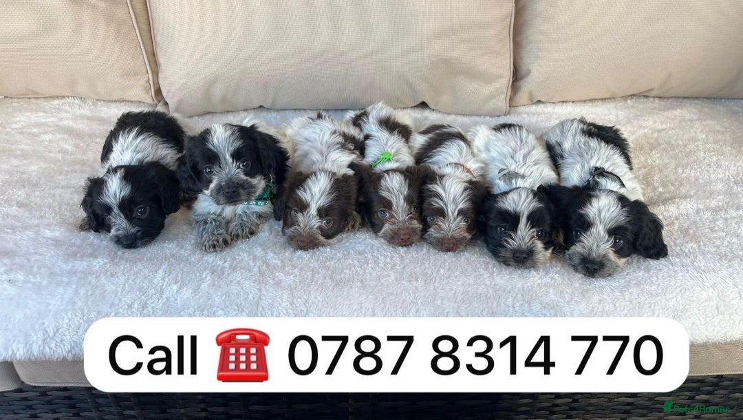 Cockapoo dogs for sale: cockapoos puppies F1 3 boys 2 girls  - Advert 5