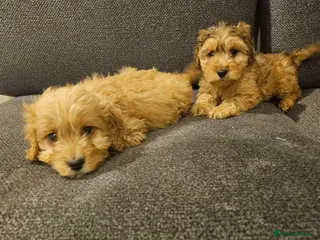 Cockapoo dogs Cockapoo puppies - Advert 1