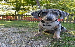 Dachshund dogs for sale: Grey Merle Standard Dachshund  - Image 5