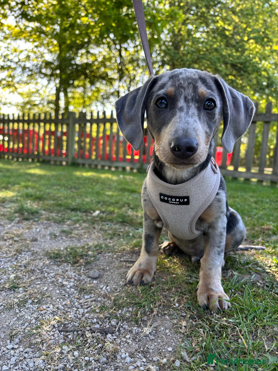Dachshund dogs for sale: Grey Merle Standard Dachshund  - Image 5