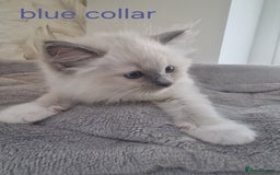 Ragdoll cats for sale: Ready to collect-Blue Point Kittens-Vaccinated - Image 4