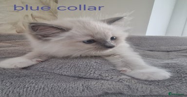 Ragdoll cats - Advert 5