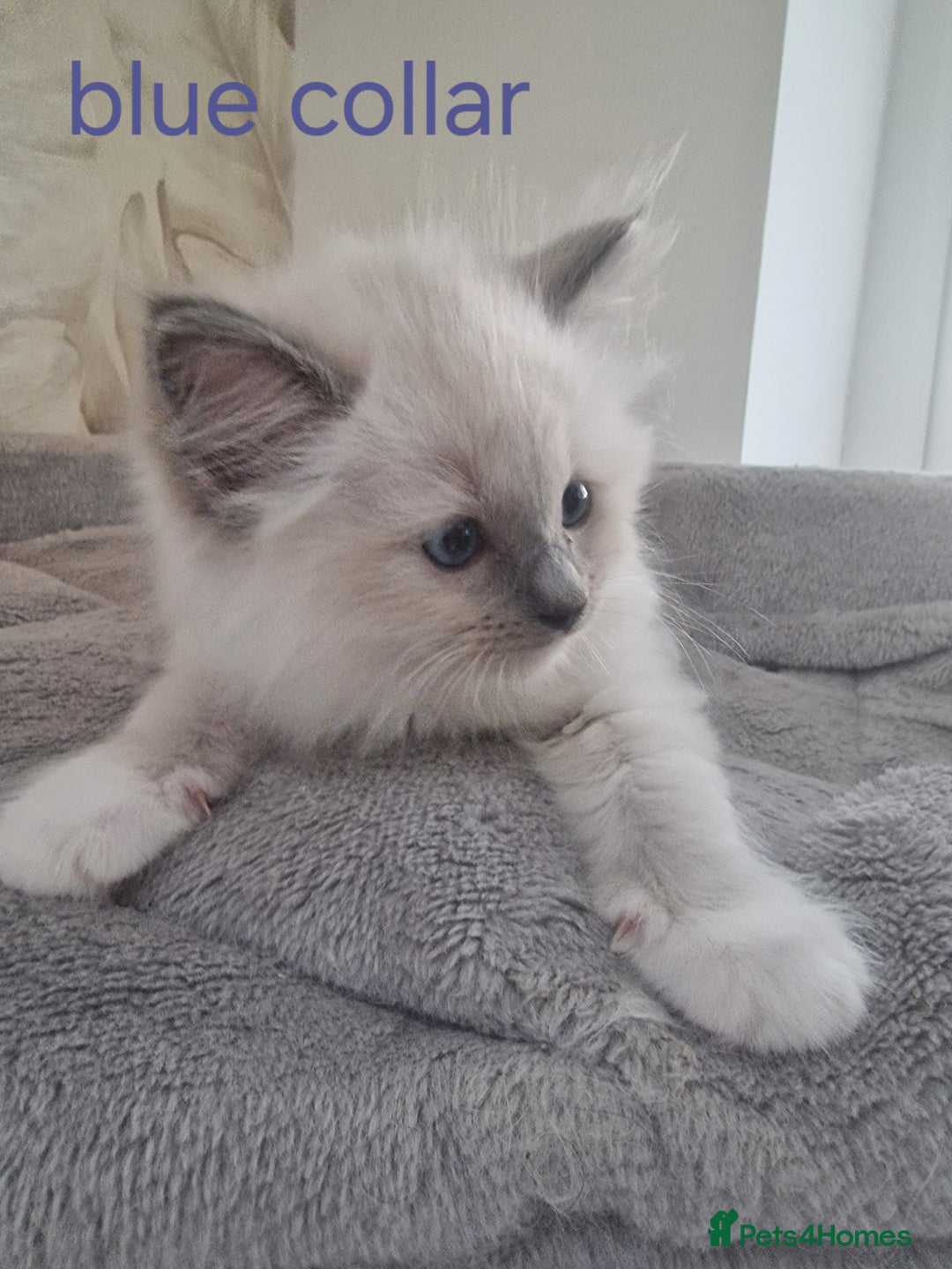 Ragdoll cats for sale: Ready to collect-Blue Point Kittens-Vaccinated - Image 4