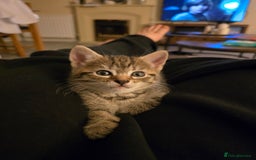 British Shorthair cats for sale: 5 beautiful kittens ready for a new home  - Image 5