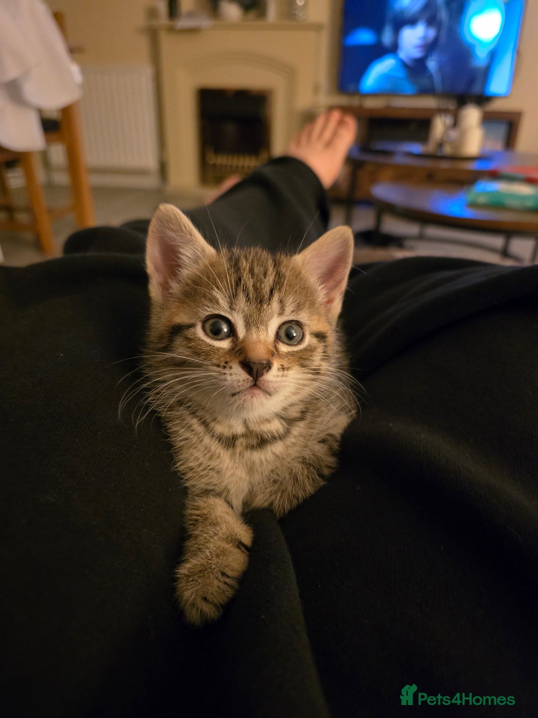 British Shorthair cats for sale: 5 beautiful kittens ready for a new home  - Image 5