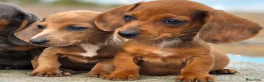Dachshund 2