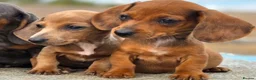Dachshund dogs for sale: Healthy Dachshunds - Advert 6