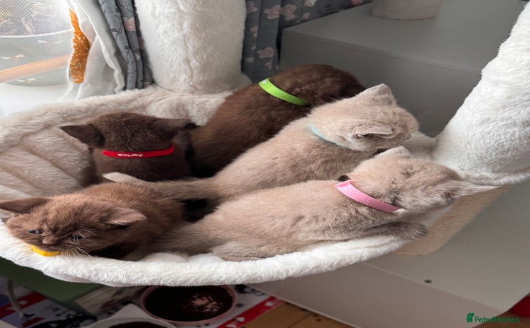 British Shorthair cats - Advert 4