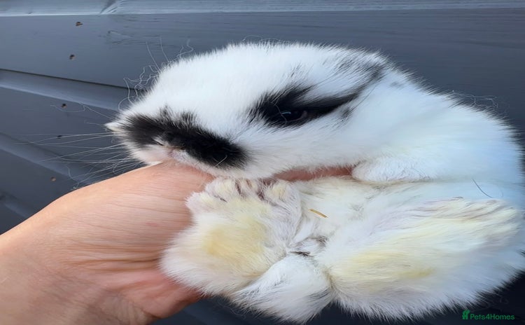 Mini Lop rabbits - Advert 3
