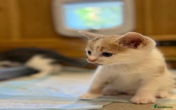 Mixed Breed cats for sale: 🐾 Adorable Kittens For Forever Homes 🐾  - Image 4