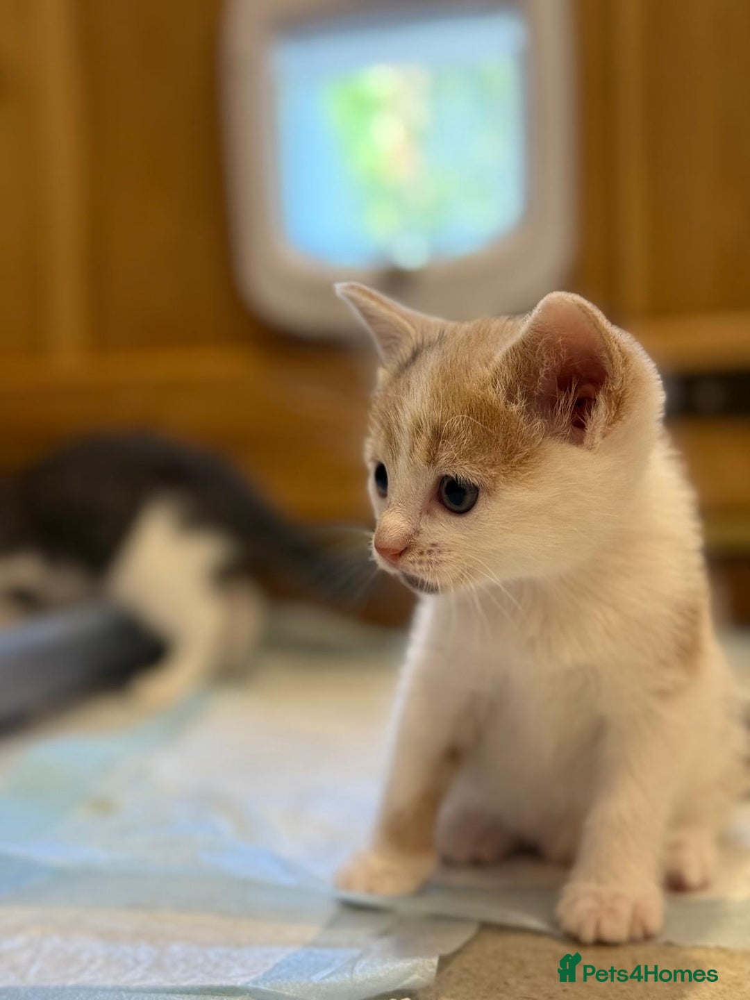 Mixed Breed cats for sale: 🐾 Adorable Kittens For Forever Homes 🐾  - Image 4