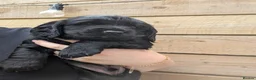 Sprocker dogs for sale: Beautiful Sprocker Puppies Seeking Forever Homes in Hengoed - Advert 21