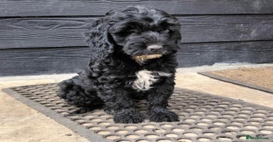 Cockapoo dogs - Advert 3