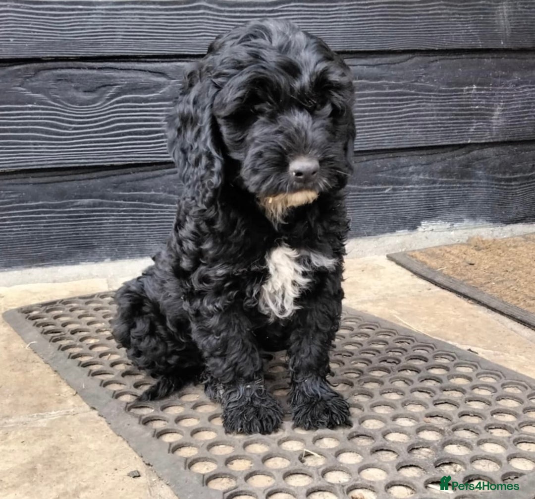 Cockapoo dogs for sale: Stunning litter of F1 Cockapoos - Image 2