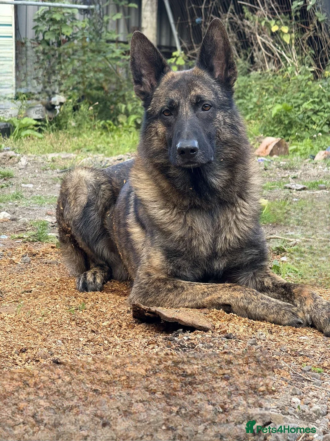 Mixed Breed dogs for sale: Shepherd Cross - Advert 3