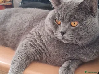 British Shorthair cats BSH BOY - Advert 2