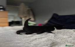 Domestic Shorthair cats for sale: 6 beautiful kittens - Image 8