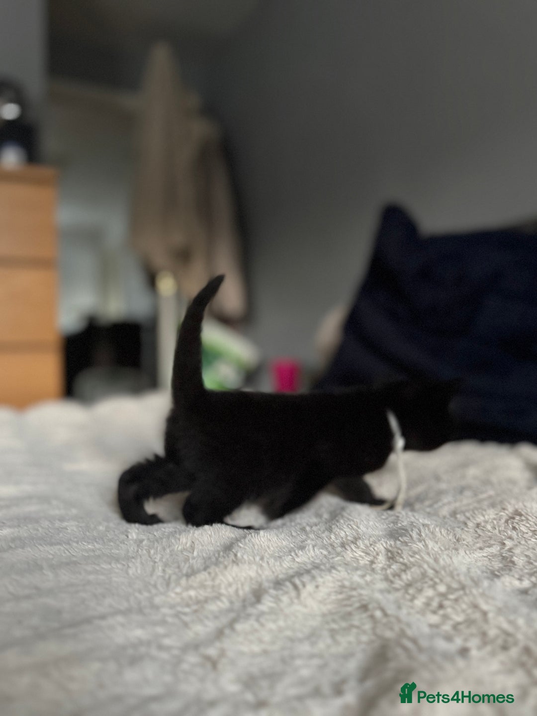 Domestic Shorthair cats for sale: 6 beautiful kittens - Image 8