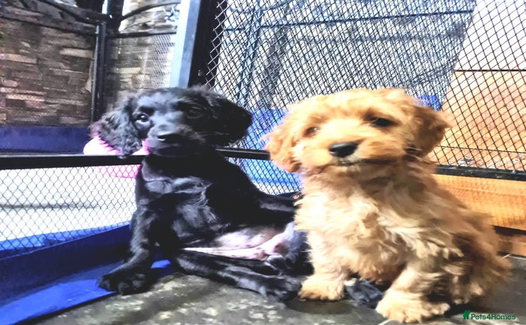 Cockapoo dogs READY TO LEAVE 4TH OF DECEMBER FULLY VACCINATED - Advert 4