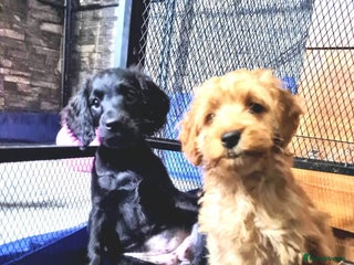 Cockapoo dogs READY TO LEAVE 4TH OF DECEMBER FULLY VACCINATED - Advert 7