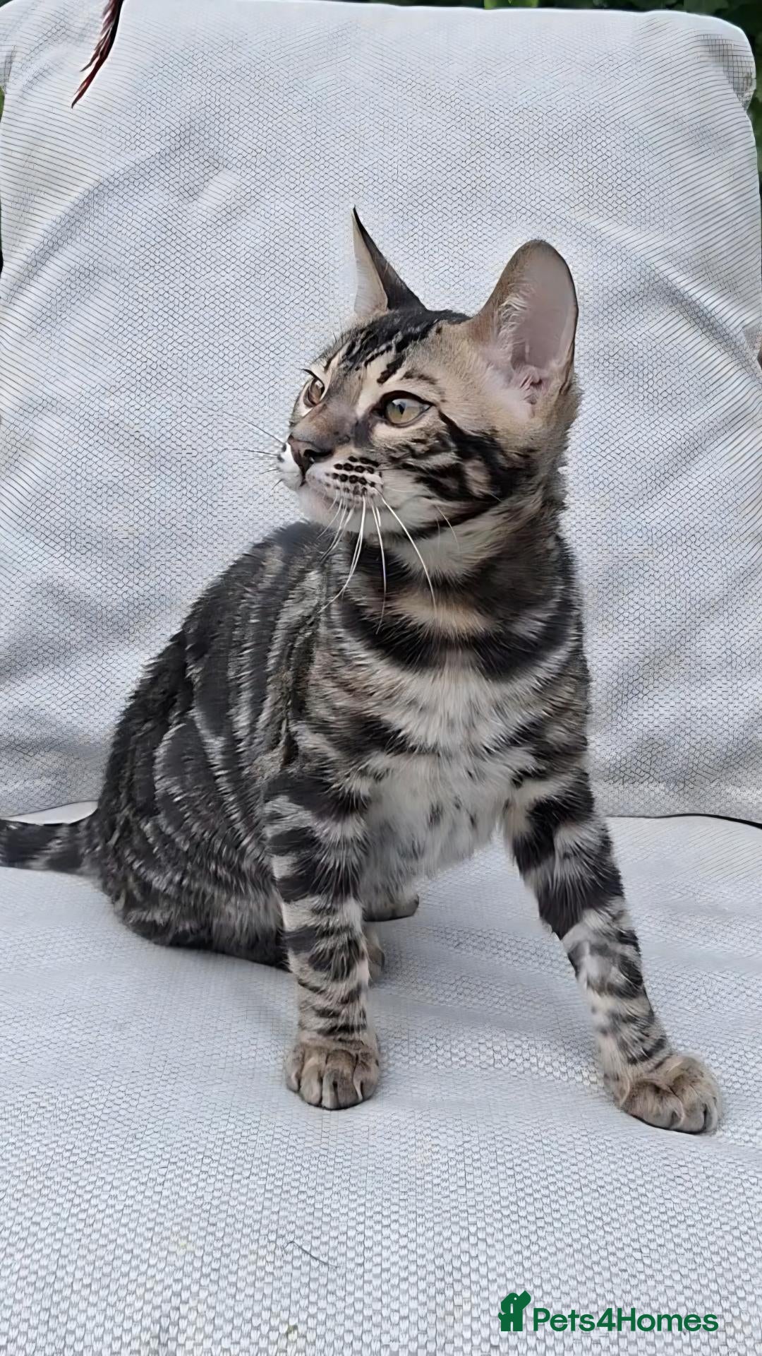 Bengal cats Elite bengal boys, ready now. - Advert 1