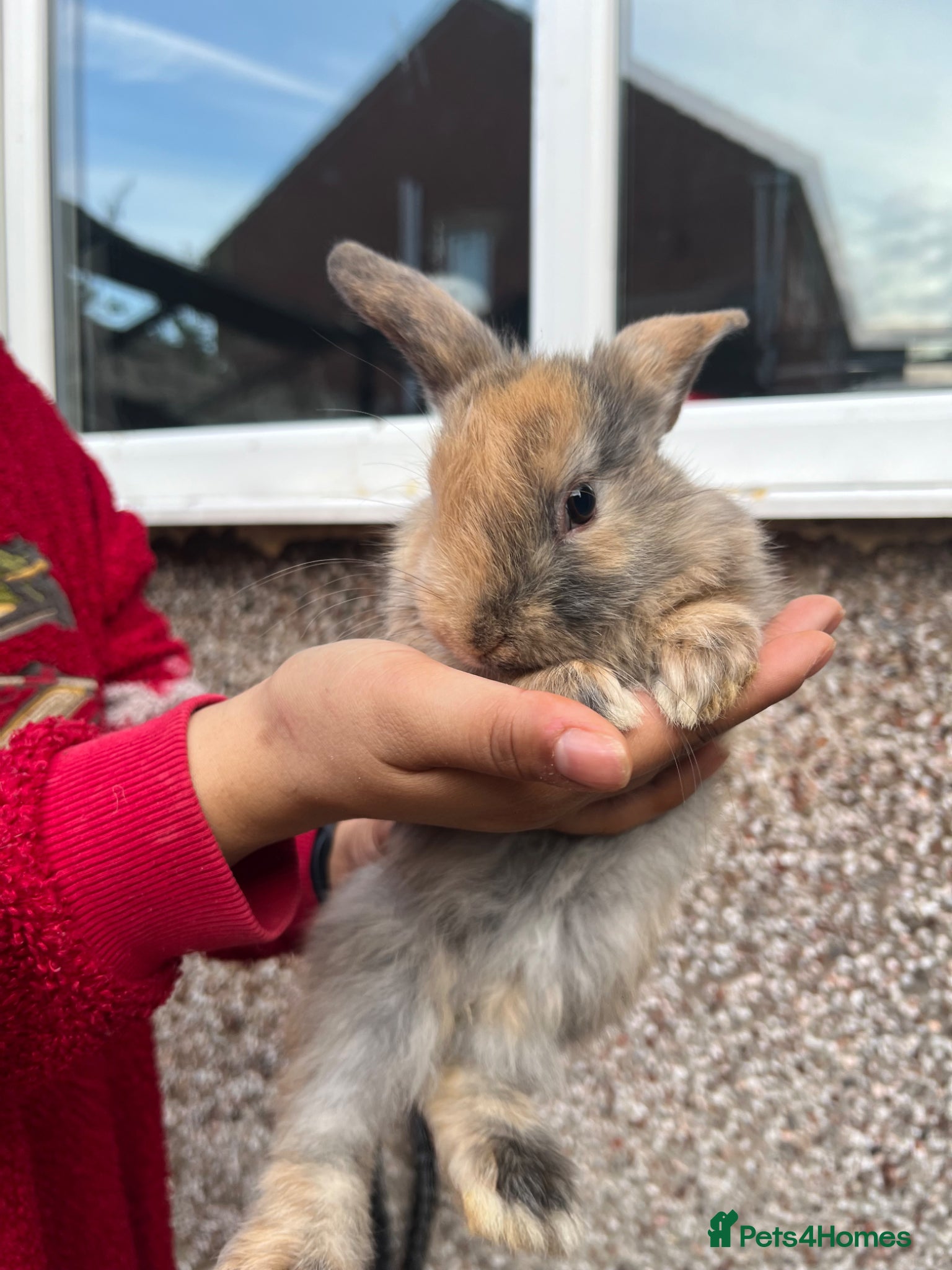 Mini Lion Lop rabbits Fluffy mini lion lops  - Advert 16