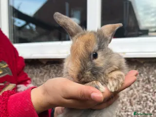 Mini Lion Lop rabbits Fluffy mini lion lops - Advert 16