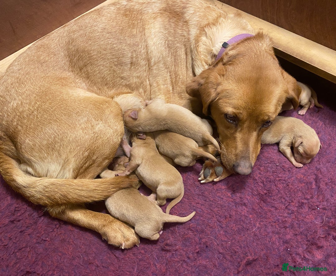 Labrador Retriever dogs for sale: KC Registered Labrador Male Pups READY NOW  - Advert 14