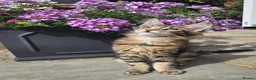 Maine Coon cats for sale: Pedigree Maine Coon Kittens  - Advert 31