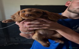 Cocker Spaniel dogs for sale: Ready to leave - Champion bred working cocker pups - Image 18