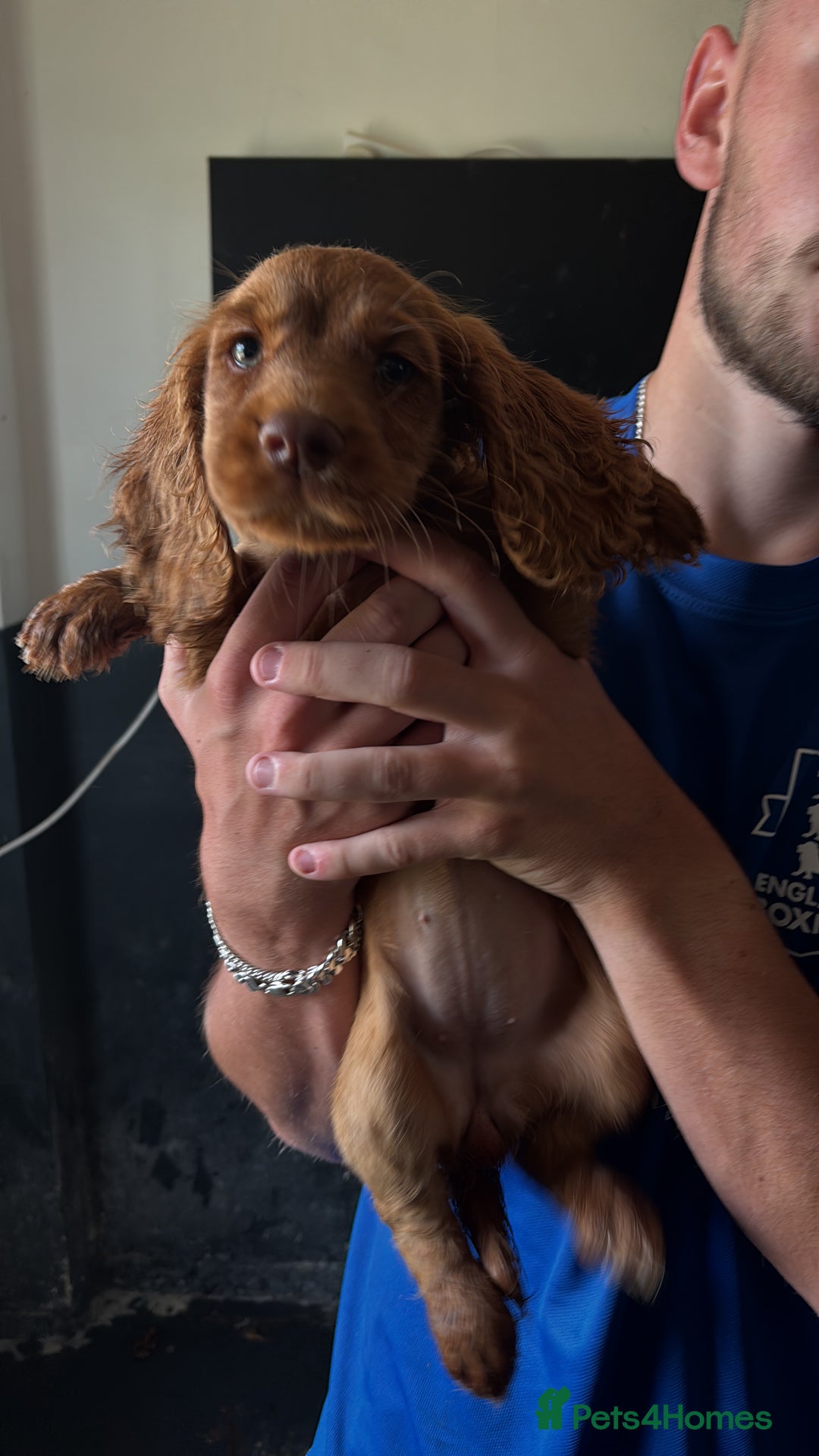 Cocker Spaniel dogs for sale: Ready to leave - Champion bred working cocker pups - Image 18