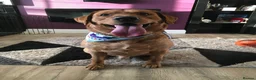 Labrador Retriever dogs for sale: Labrador Retriever  in Colchester - Advert 10