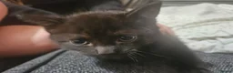 Mixed Breed cats for sale: Adorable black male kittens  - Advert 9