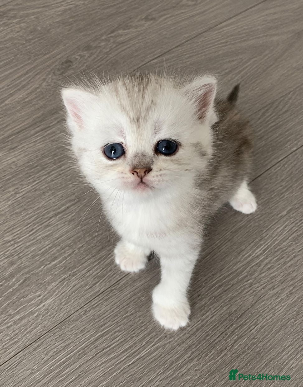 Scottish Fold cats Adorable Scottish Fold & Straight Kittens - Advert 2