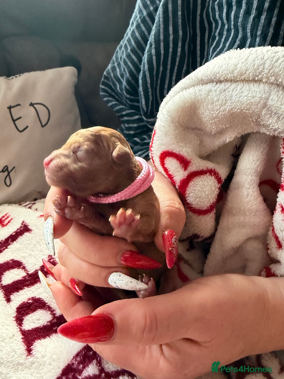 Toy Poodle dogs for sale: Adorable Tiny Toy Poodles - Advert 9