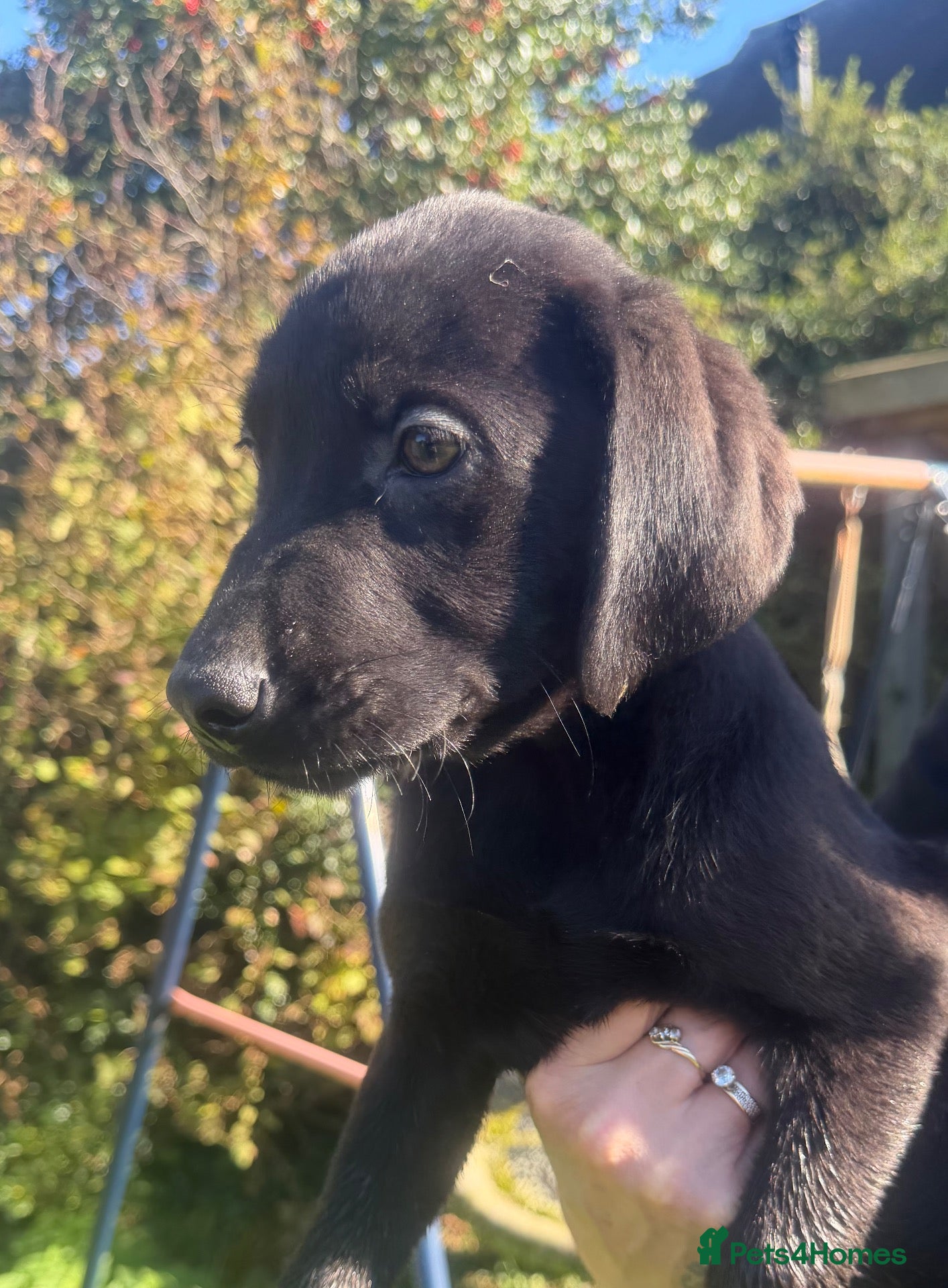Labrador Retriever dogs Excellent breed KC labs fendawood Harold  lines  - Advert 1