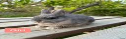 Netherland Dwarf rabbits for sale: Litter of netherland dwarf rabbits  - Advert 2