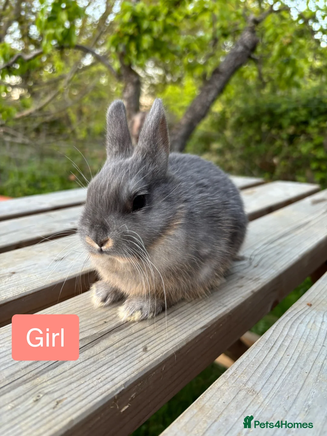 Netherland Dwarf rabbits for sale: Litter of netherland dwarf rabbits  - Advert 2