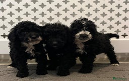 Cockapoo dogs for sale: Cockapoo F1B - Image 13