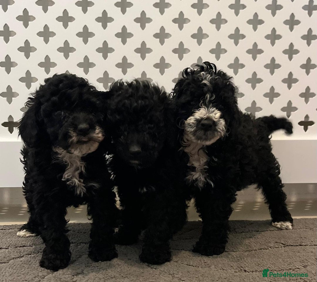 Cockapoo dogs for sale: Cockapoo F1B - Image 13