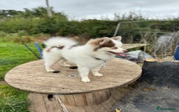 Pomsky dogs for sale: Lilac sired F2 masked Pomsky blue eyes  - Image 24