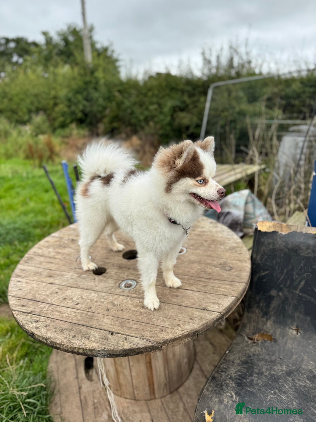 Pomsky dogs for sale: Lilac sired F2 masked Pomsky blue eyes  - Image 24