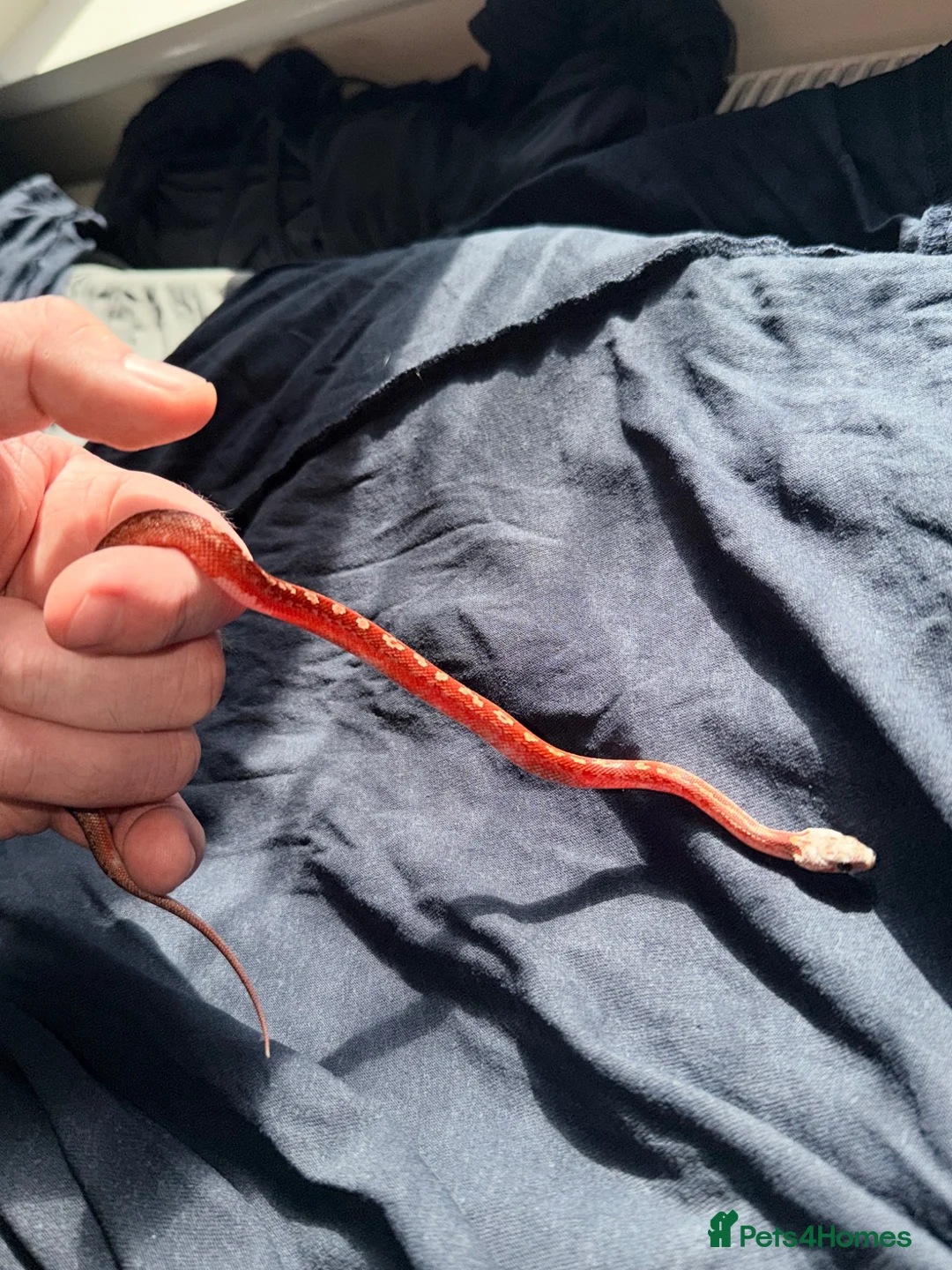 Corn Snake reptiles for sale: Baby cornsnakes  in Paignton - Advert 2