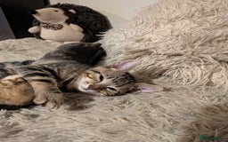 Domestic Shorthair cats for sale: Beautiful domestic short hair kittens for sale  - Image 20
