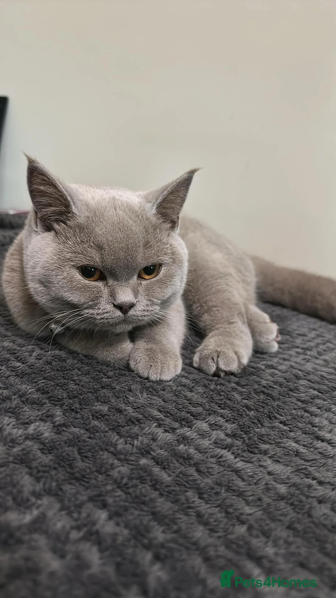 British Shorthair cats for sale: Adorable British Shorthair Kittens  in Coventry - Advert 24